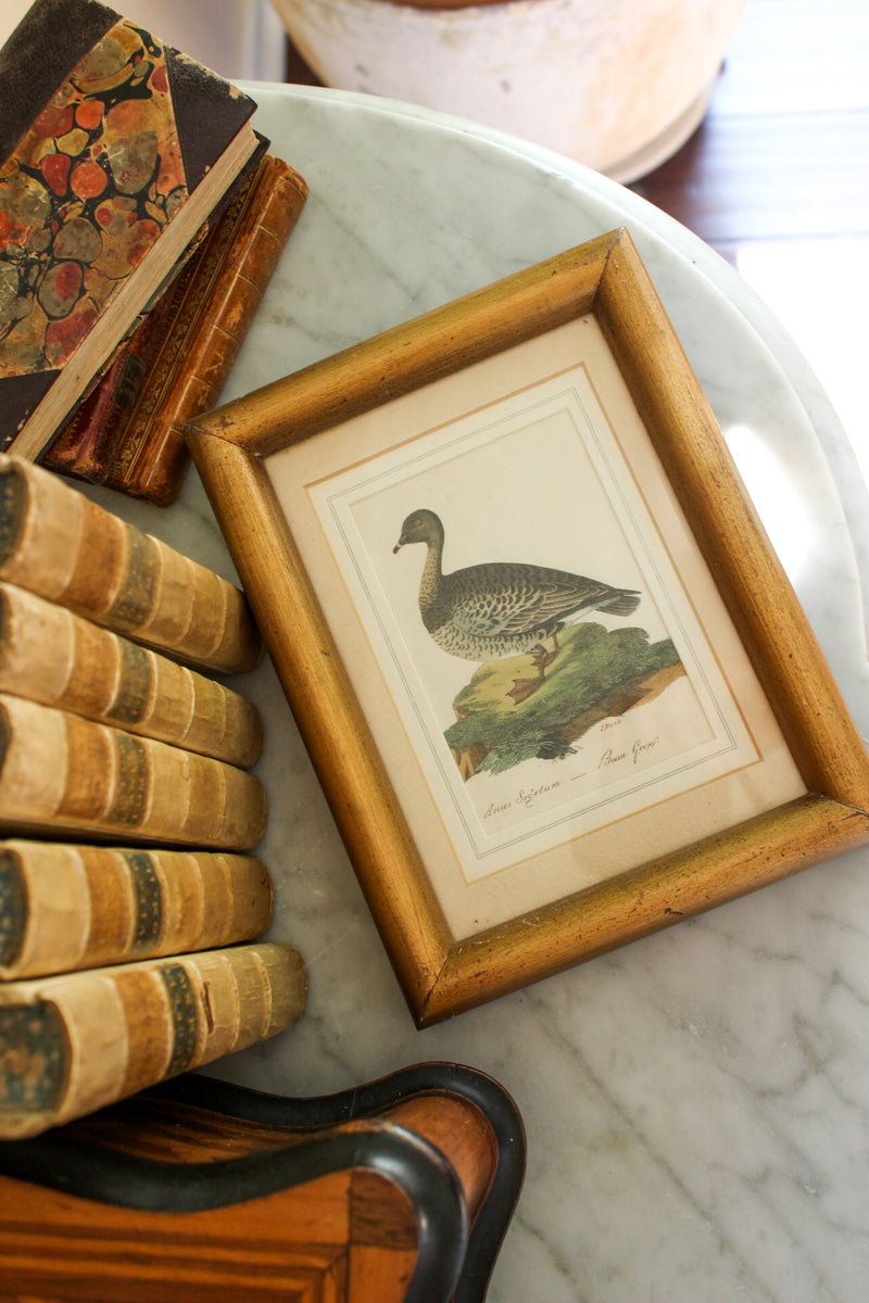 Pair of Antique Bird Engravings