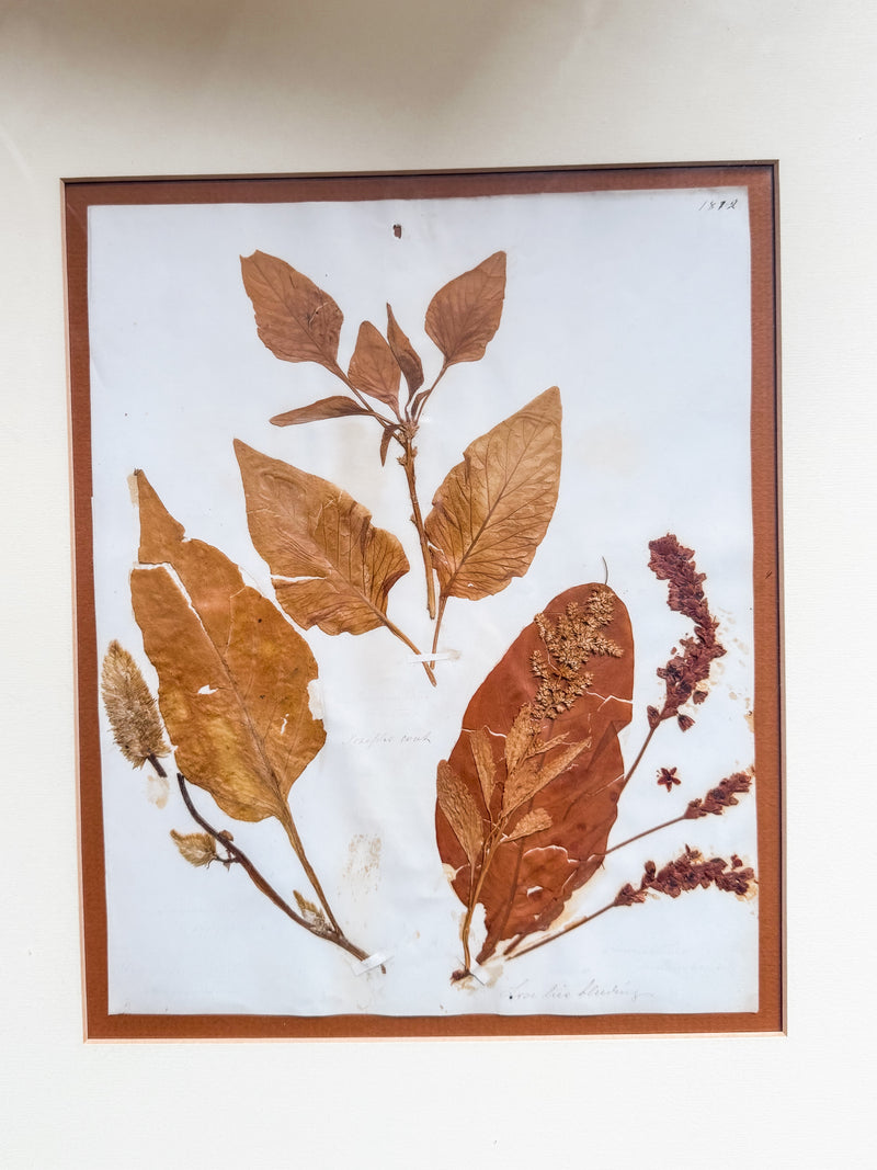 Victorian Pressed Botanical Specimen 1844 - Marie V. Estil Collection