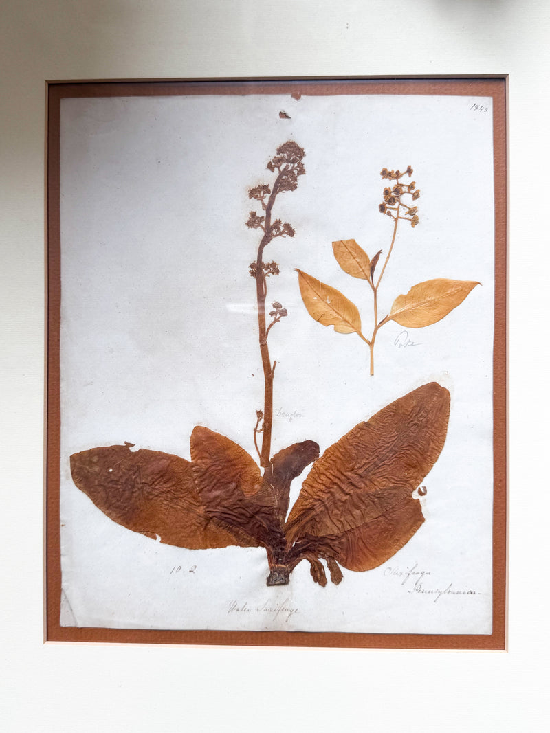Victorian Pressed Botanical Specimen 1844 - Marie V. Estil Collection