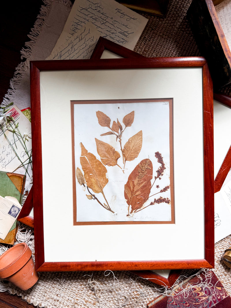 Victorian Pressed Botanical Specimen 1844 - Marie V. Estil Collection