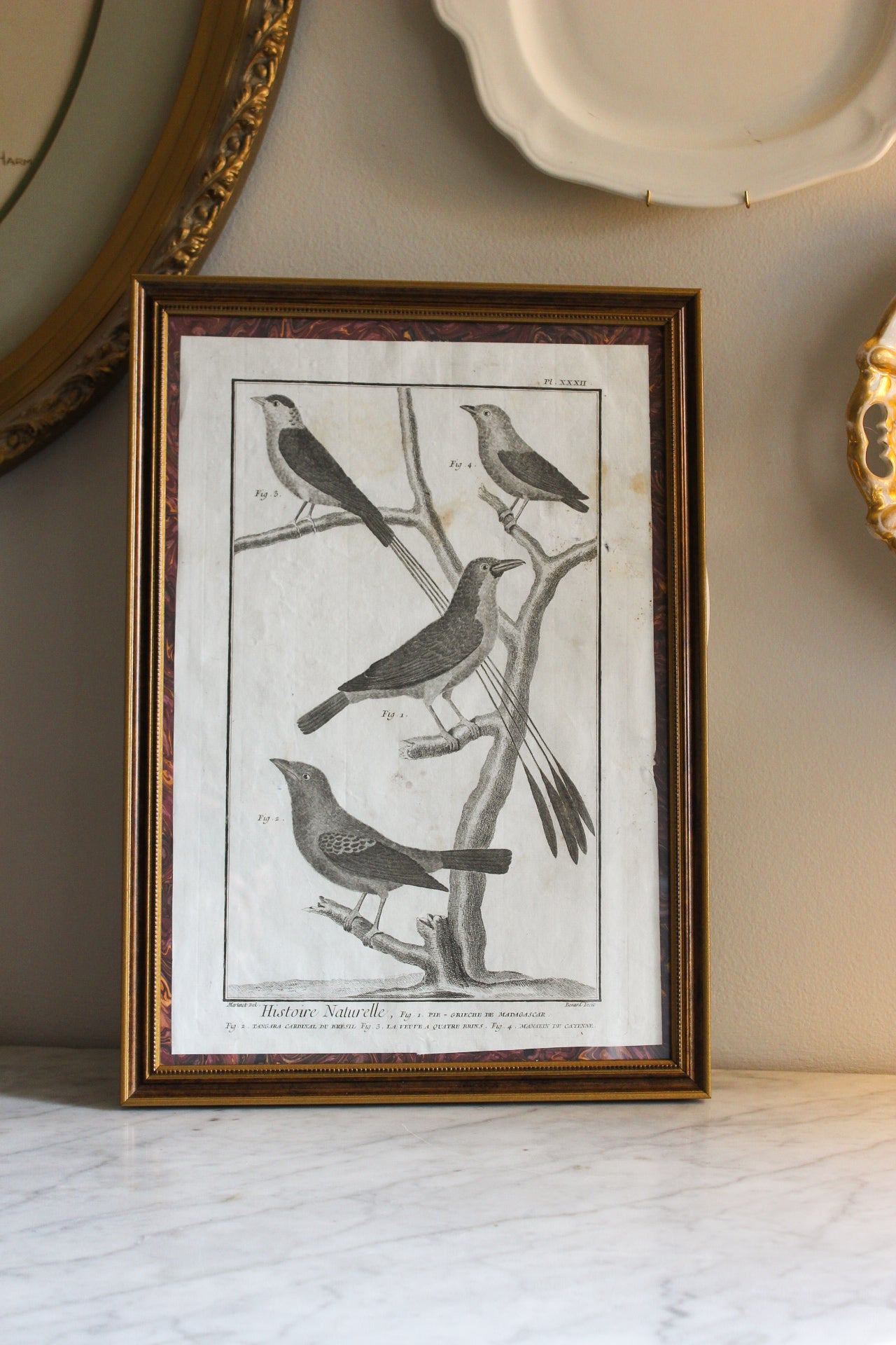 18c French Bird Engraving