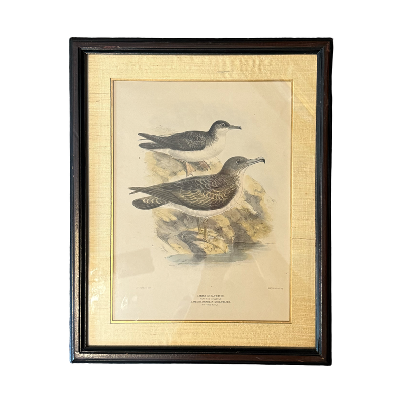 Antique Lithograph- - Shearwater