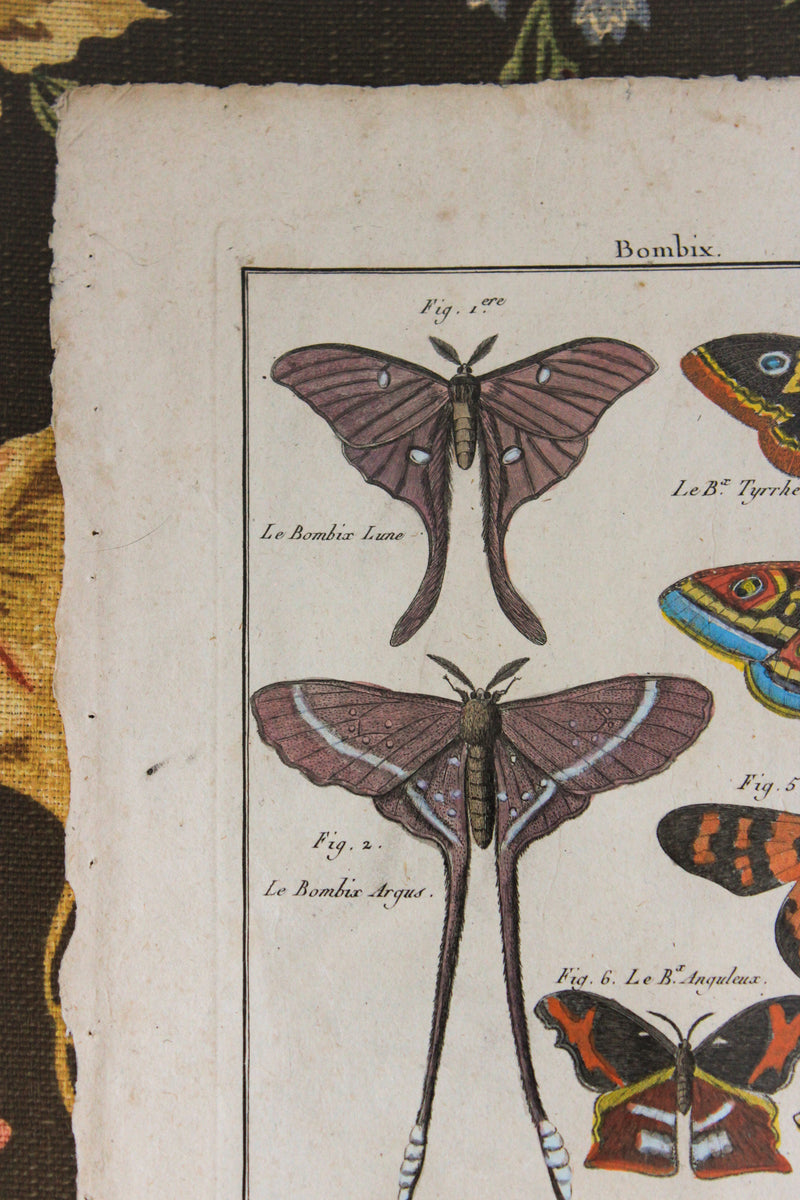 Custom Framed 18c Hand Colored Butterfly Engraving