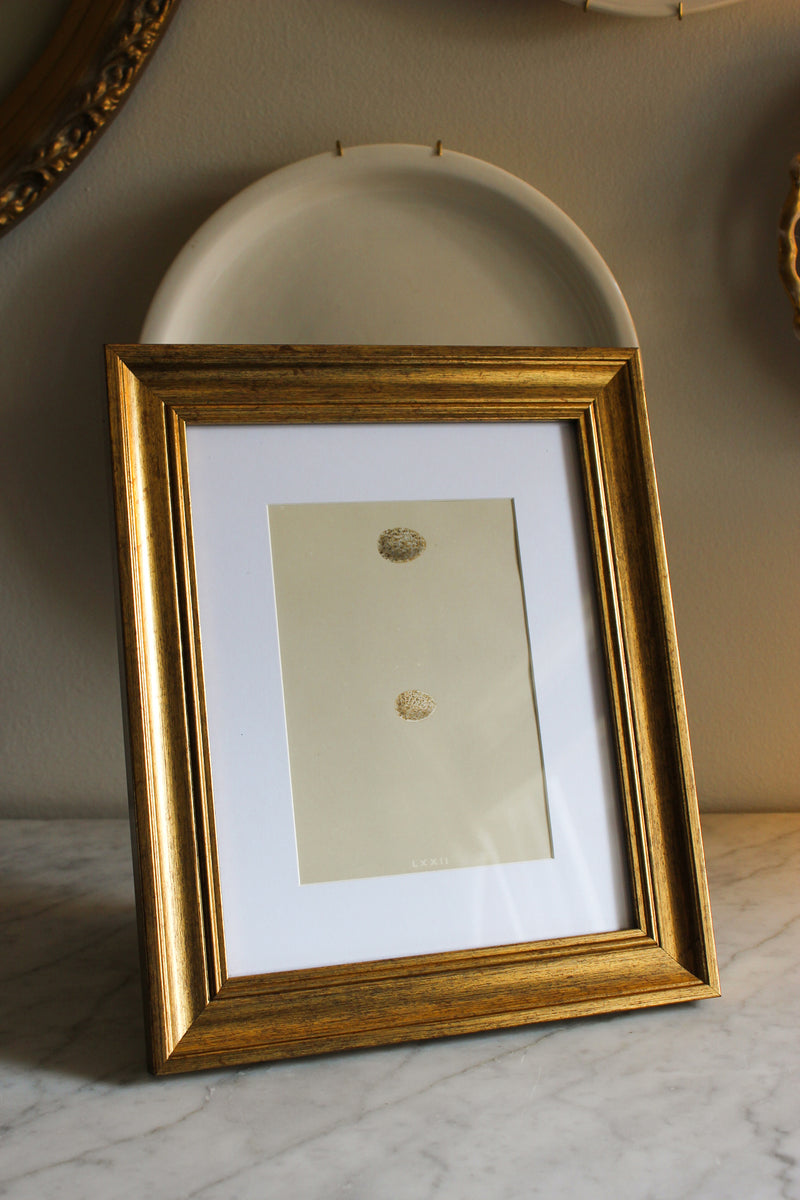 Antique Lithograph in Modern Frame