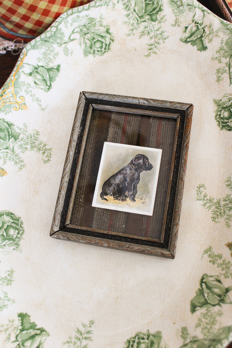 1936 Godfrey Phillips “Our Dogs” Labrador Cigarette Card in Antique Frame