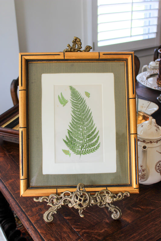 Antique Hand-Colored Botanical Engraving