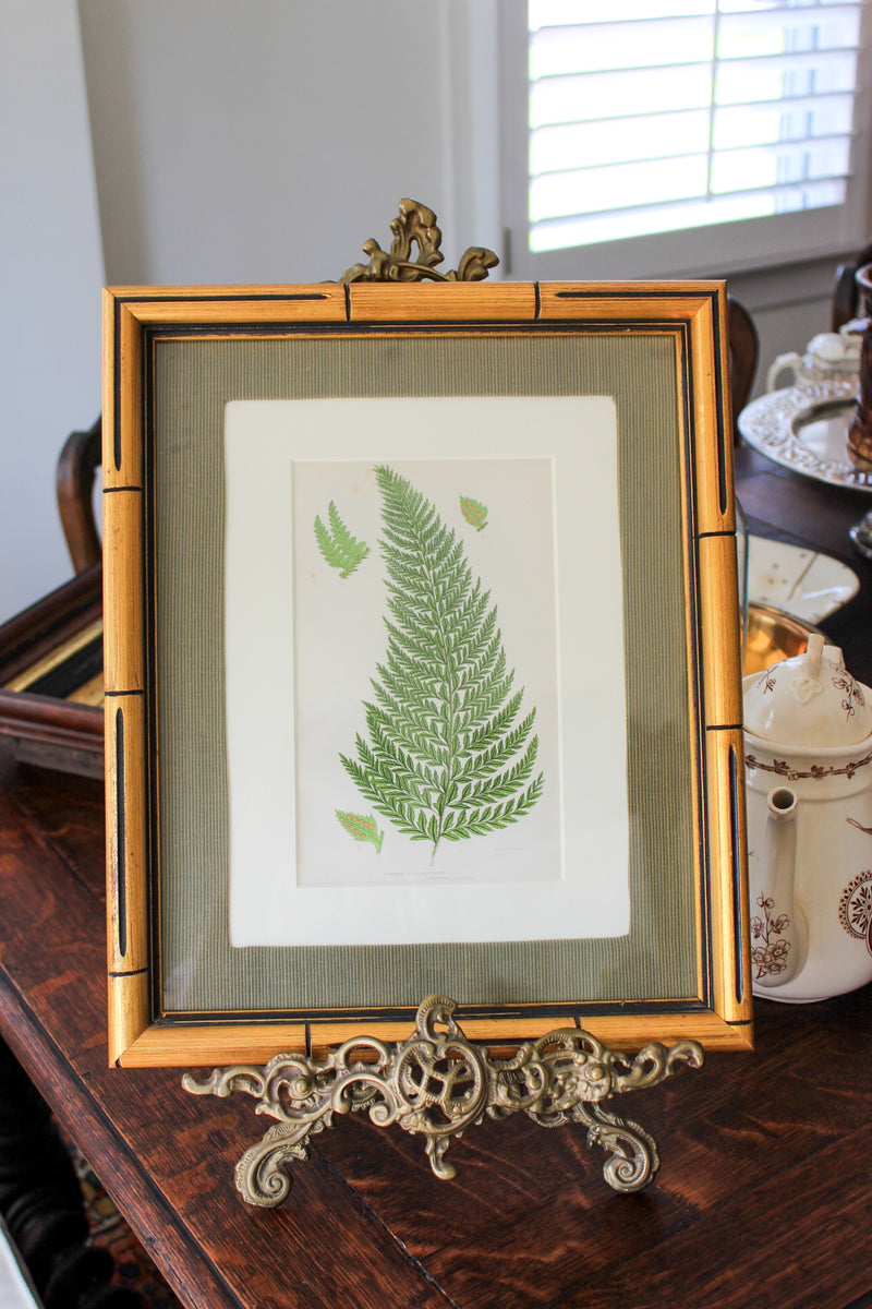Antique Hand-Colored Botanical Engraving
