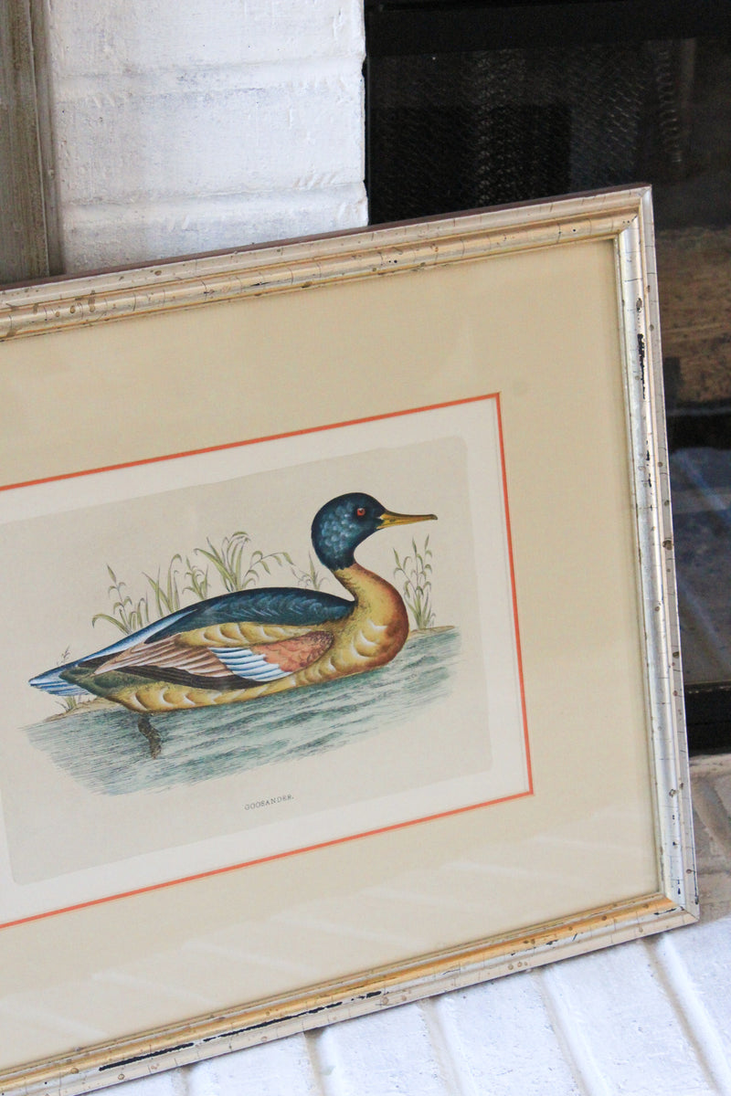 Vintage Framed “Goosander” Waterfowl Print