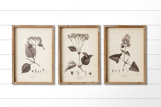 Set of Three Black and White Botanicals