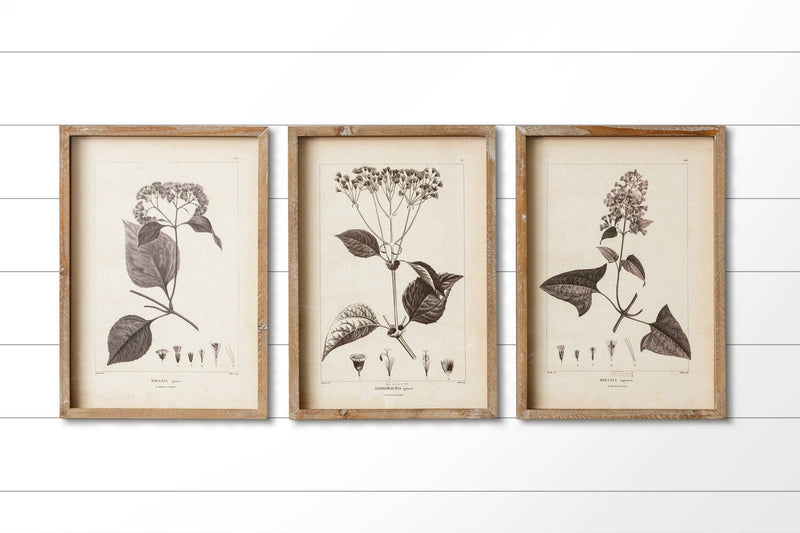 Set of Three Black and White Botanicals