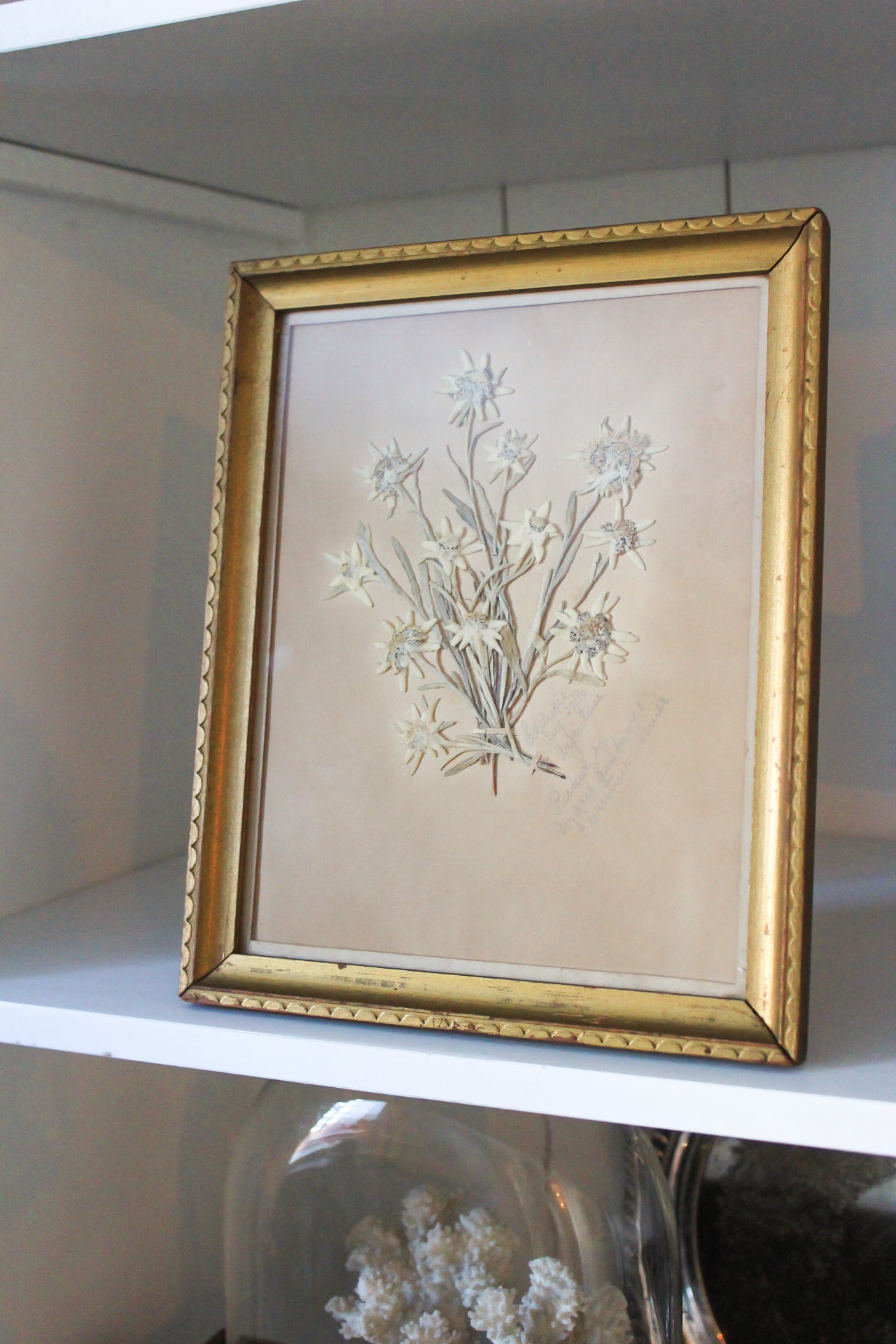 Antique Botanical 1890