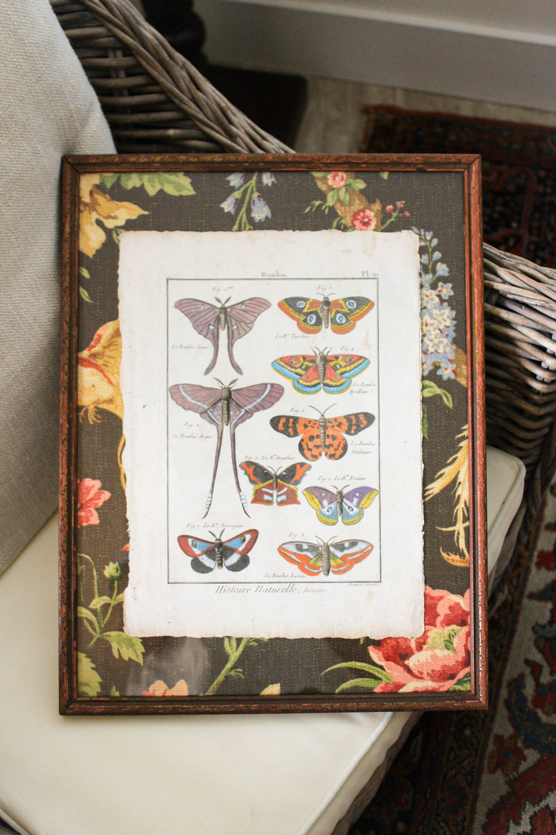Custom Framed 18c Hand Colored Butterfly Engraving