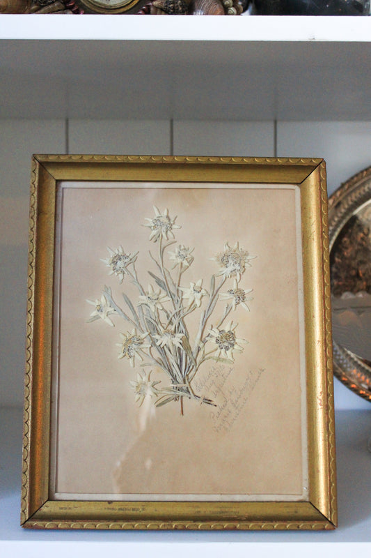 Antique Botanical 1890