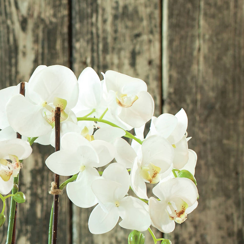 Phalaenopsis Orchid Drop-In 23"