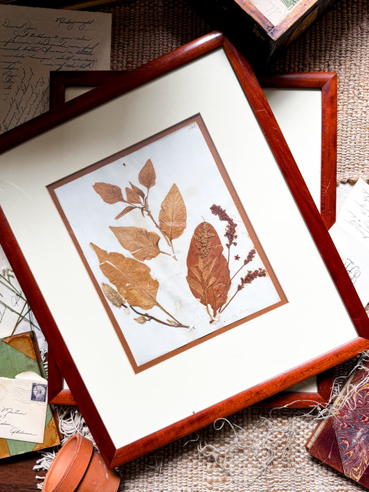 Victorian Pressed Botanical Specimen 1844 - Marie V. Estil Collection