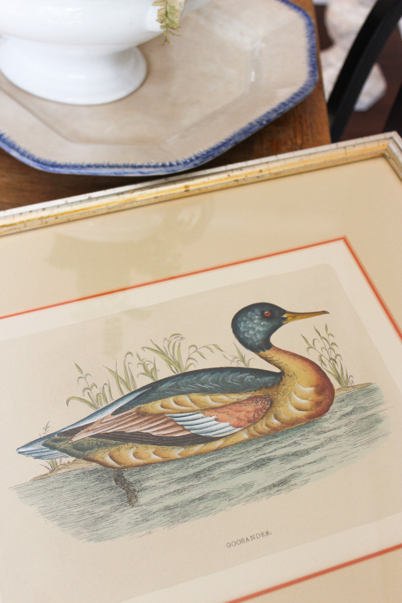 Vintage Framed “Goosander” Waterfowl Print