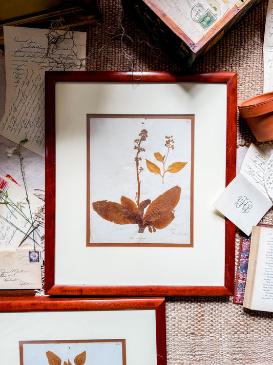 Victorian Pressed Botanical Specimen 1844 - Marie V. Estil Collection