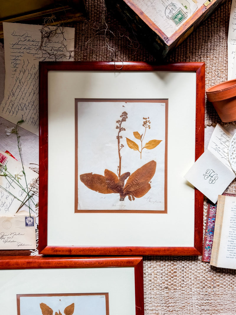 Victorian Pressed Botanical Specimen 1844 - Marie V. Estil Collection