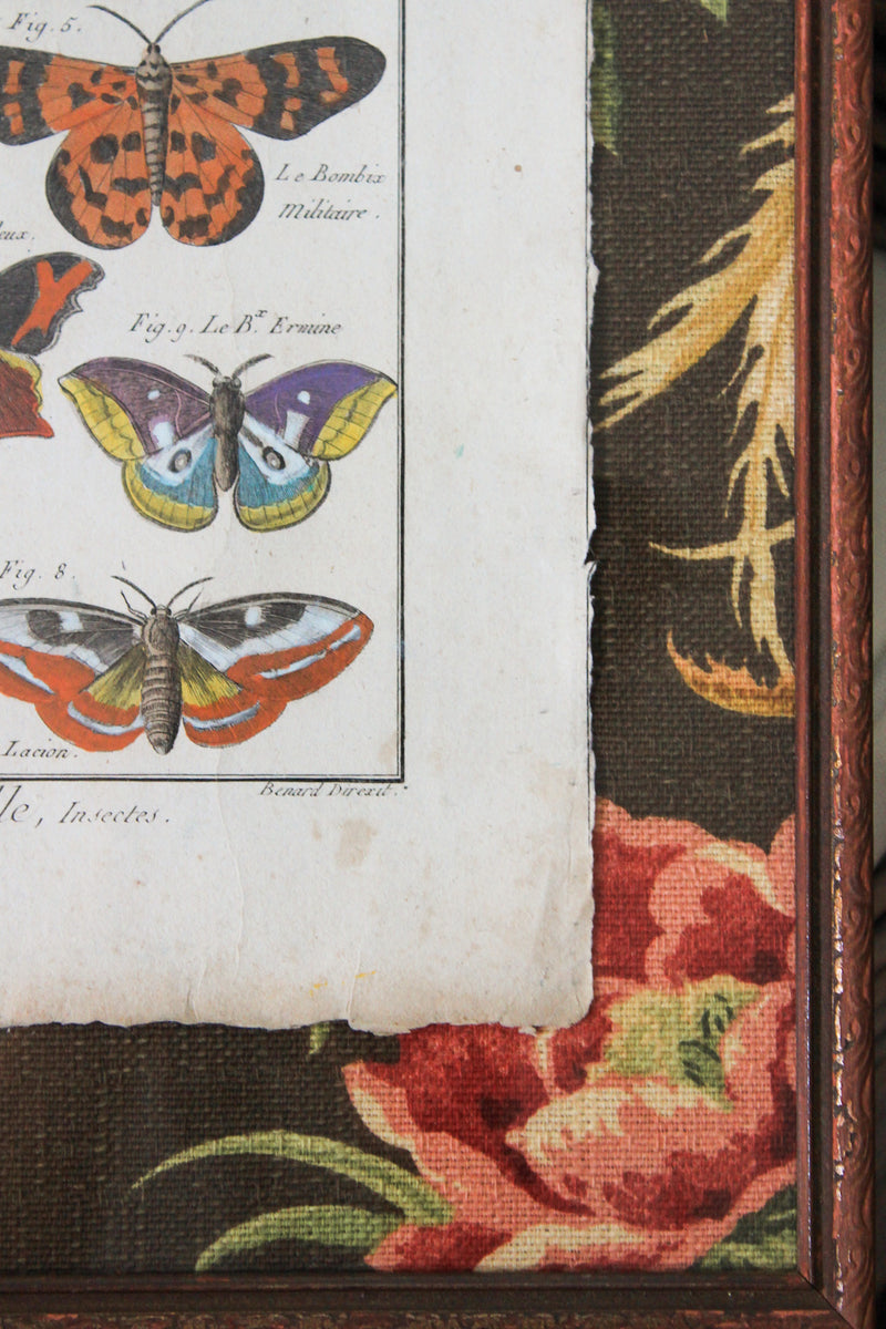 Custom Framed 18c Hand Colored Butterfly Engraving