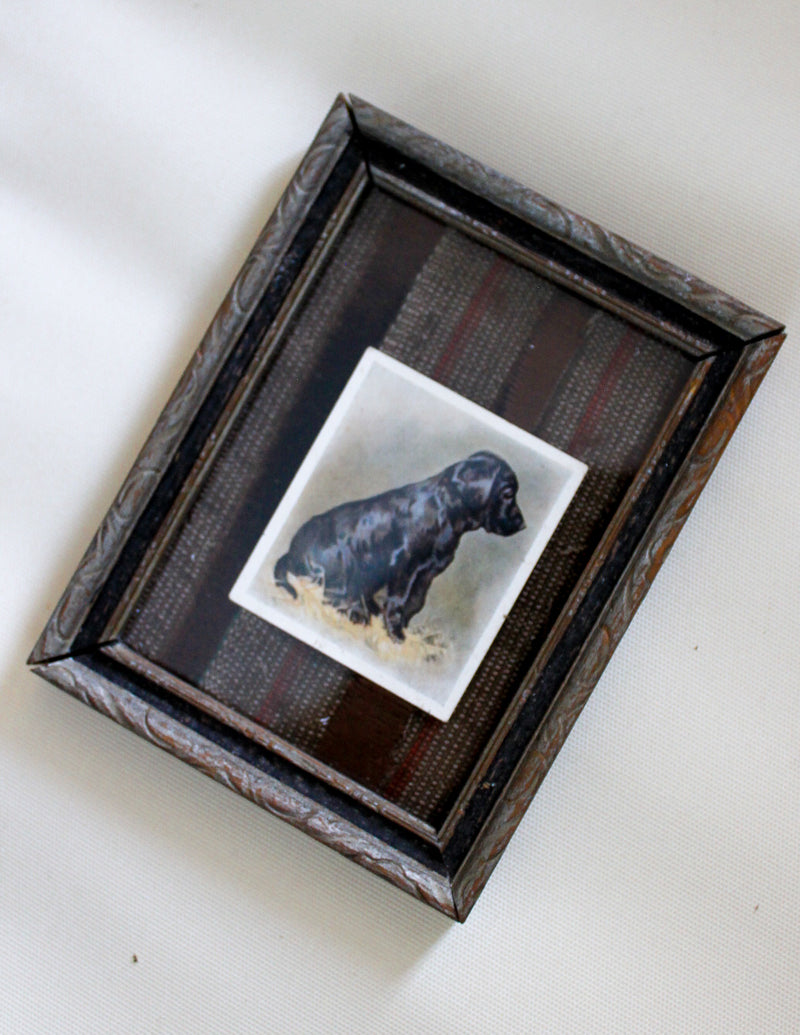 1936 Godfrey Phillips “Our Dogs” Labrador Cigarette Card in Antique Frame