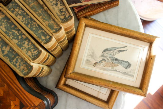 Pair of Antique Bird Engravings