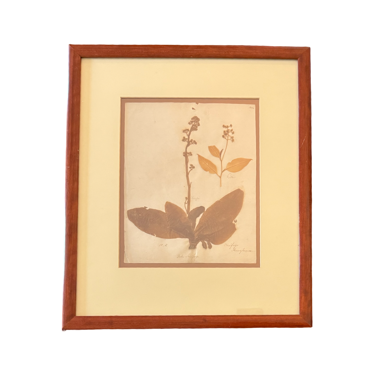 Victorian Pressed Botanical Specimen 1844 - Marie V. Estil Collection