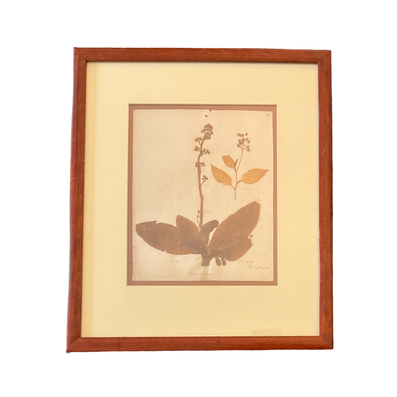 Victorian Pressed Botanical Specimen 1844 - Marie V. Estil Collection