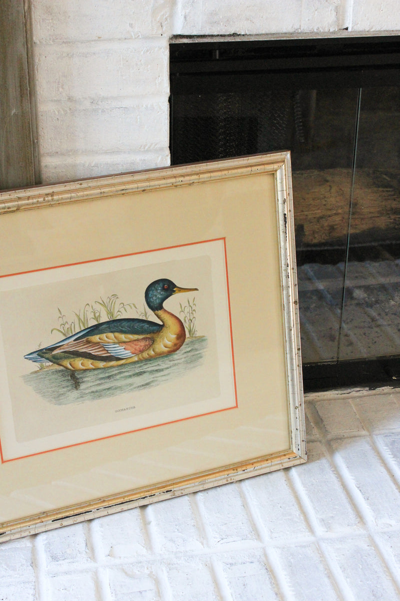Vintage Framed “Goosander” Waterfowl Print