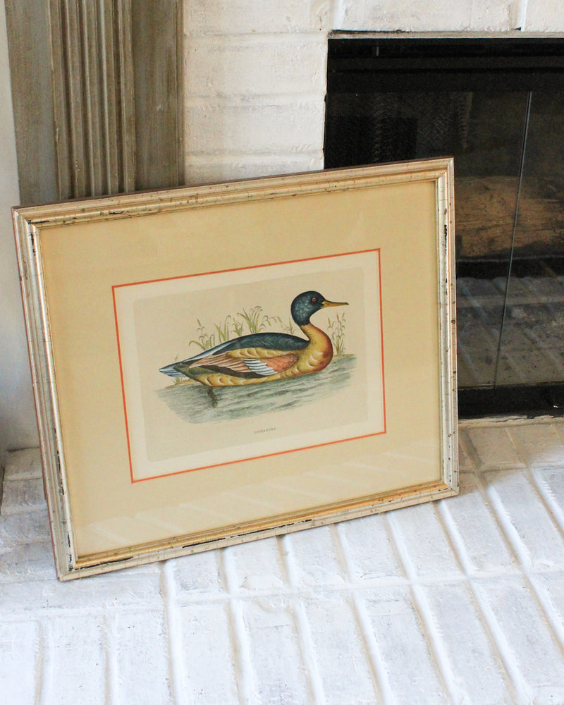 Vintage Framed “Goosander” Waterfowl Print