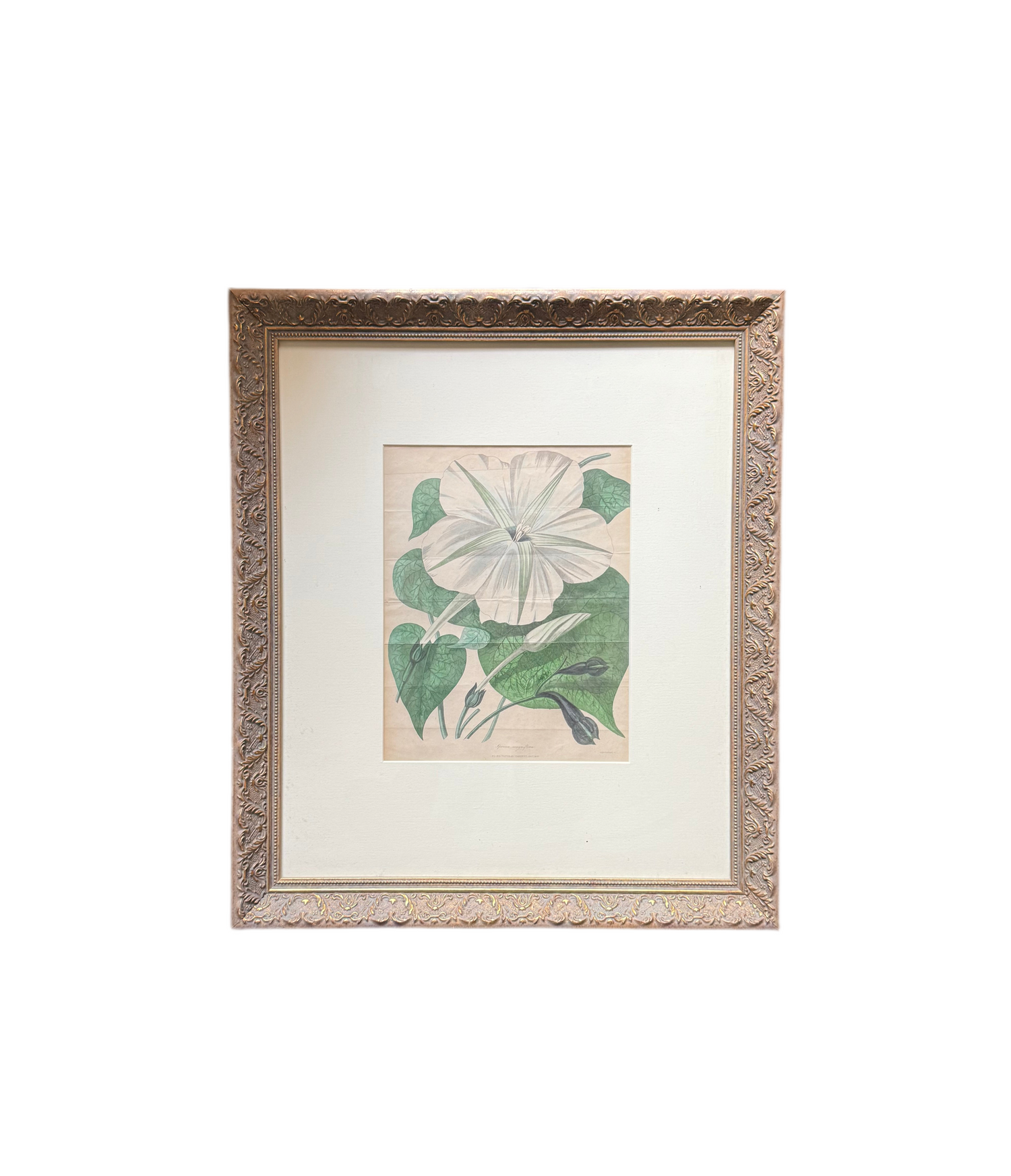 Antique Hand-Colored Botanical Engraving – Morning Glory