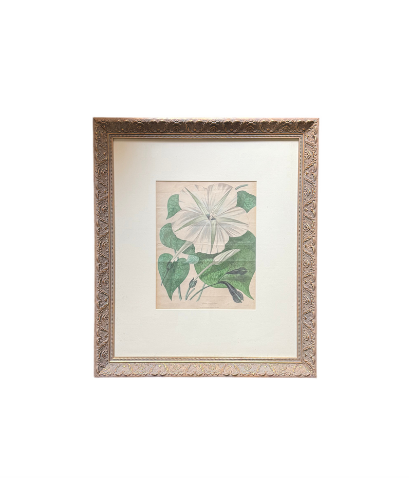 Antique Hand-Colored Botanical Engraving – Morning Glory