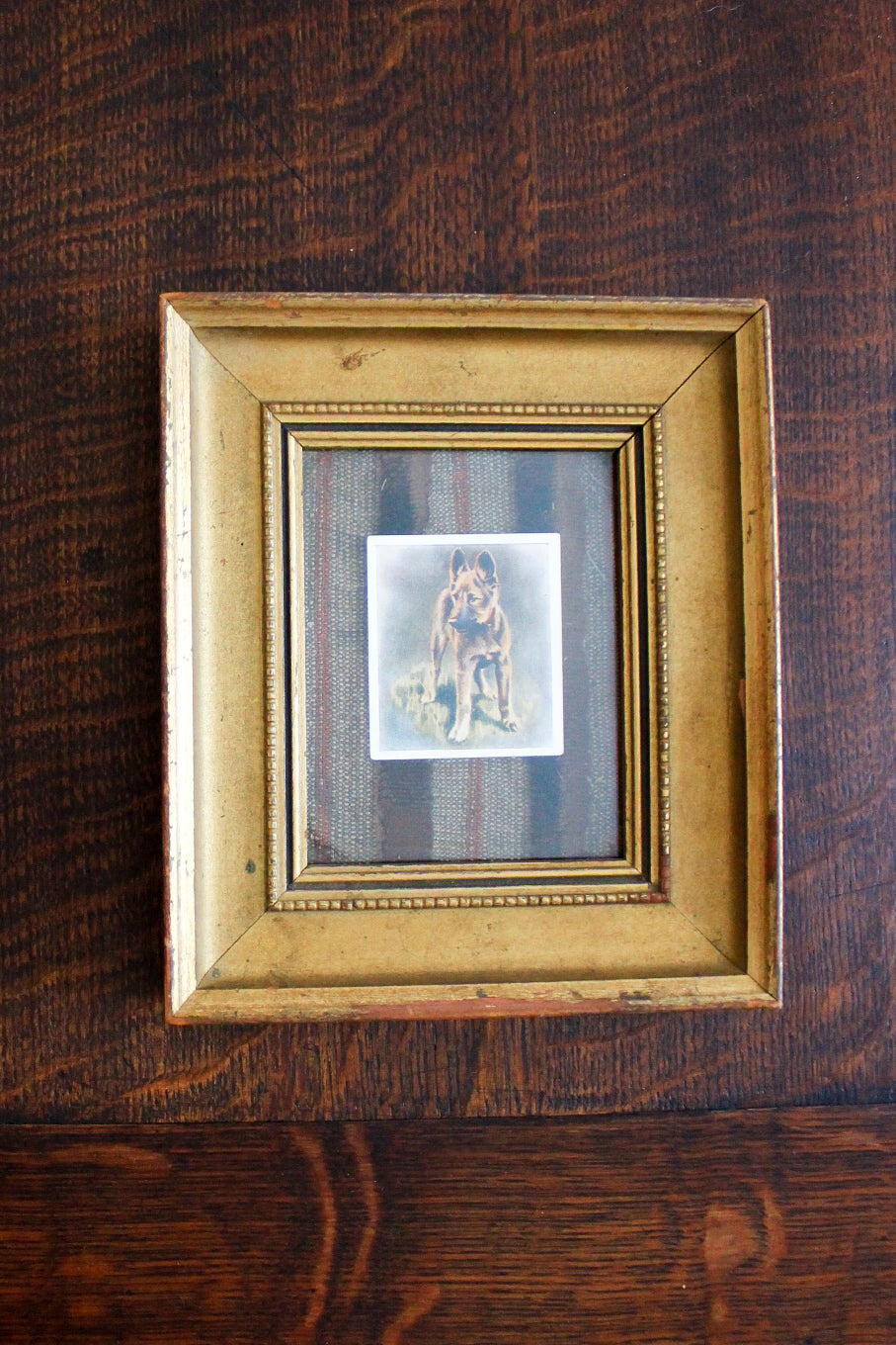 1930s Framed German Shepherd Cigarette Card