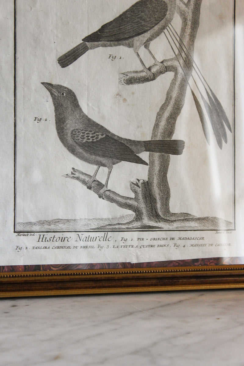18c French Bird Engraving