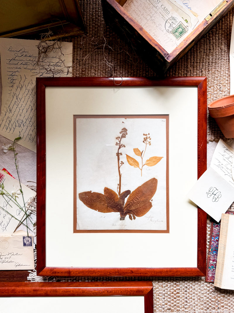 Victorian Pressed Botanical Specimen 1844 - Marie V. Estil Collection
