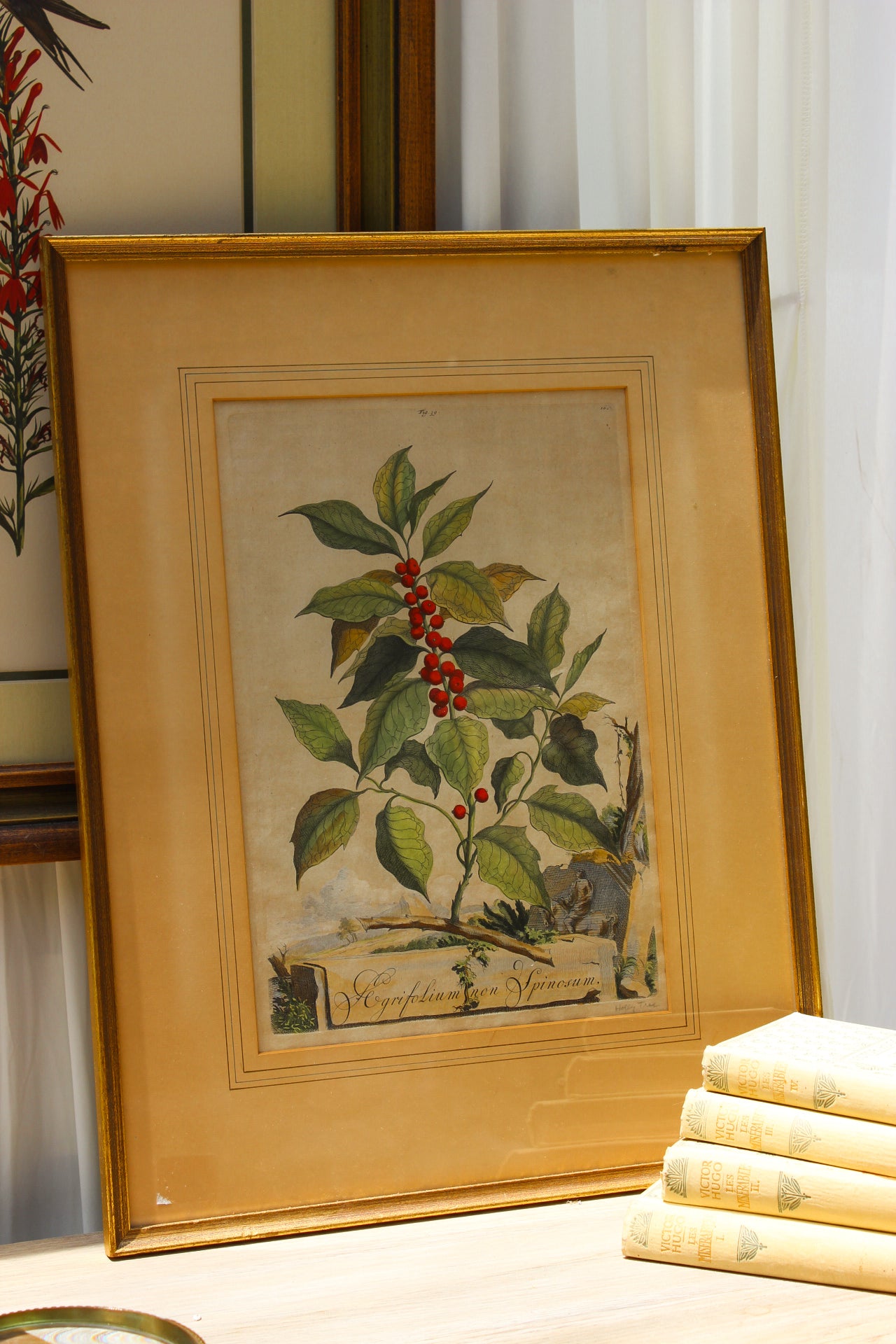 1702 Hand-Colored Botanical Engraving by Abraham Munting — Holly