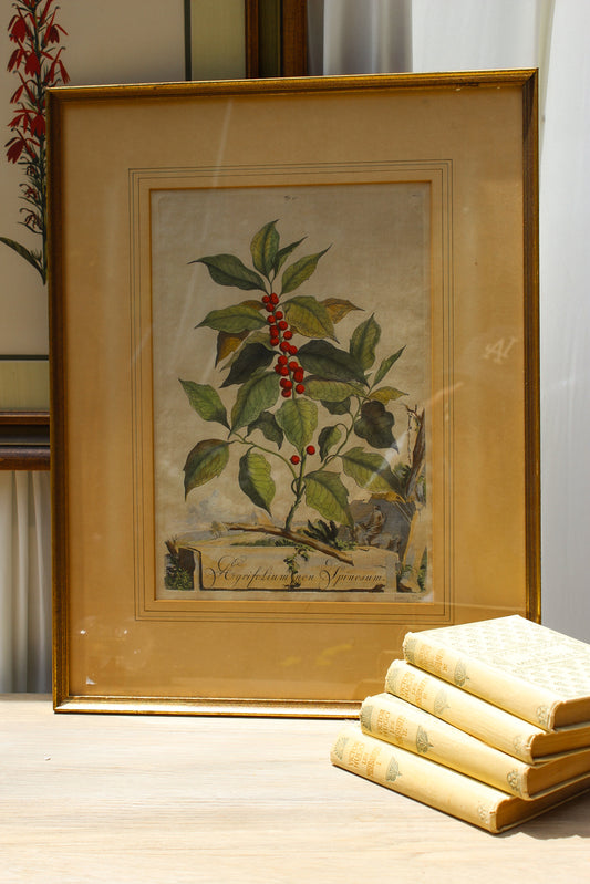 1702 Hand-Colored Botanical Engraving by Abraham Munting — Holly