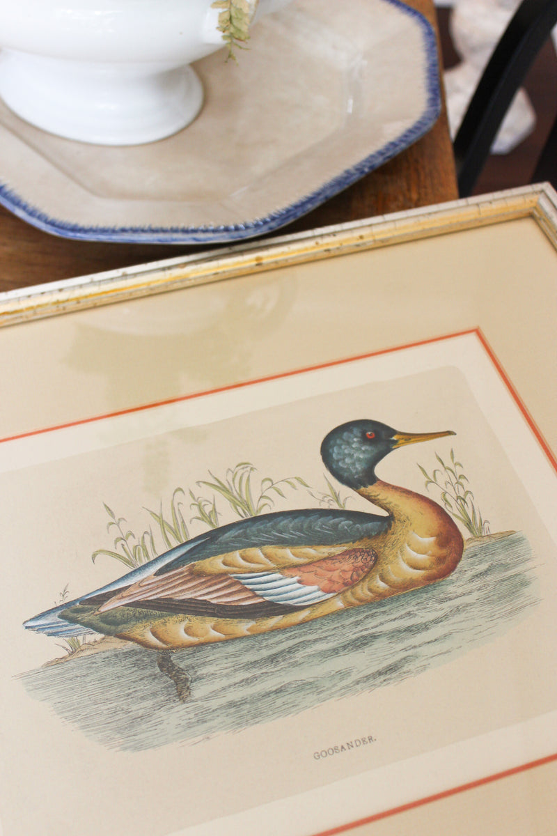 Vintage Framed “Goosander” Waterfowl Print
