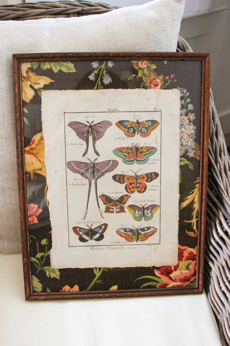Custom Framed 18c Hand Colored Butterfly Engraving
