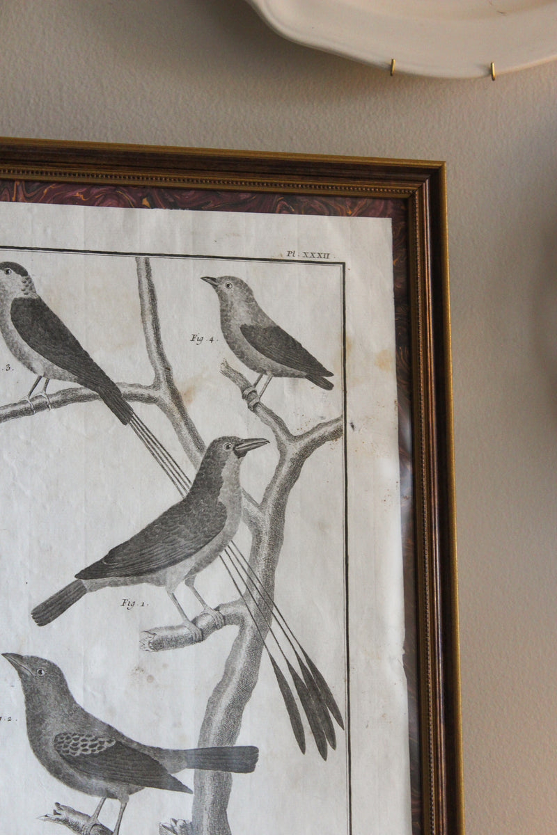 18c French Bird Engraving