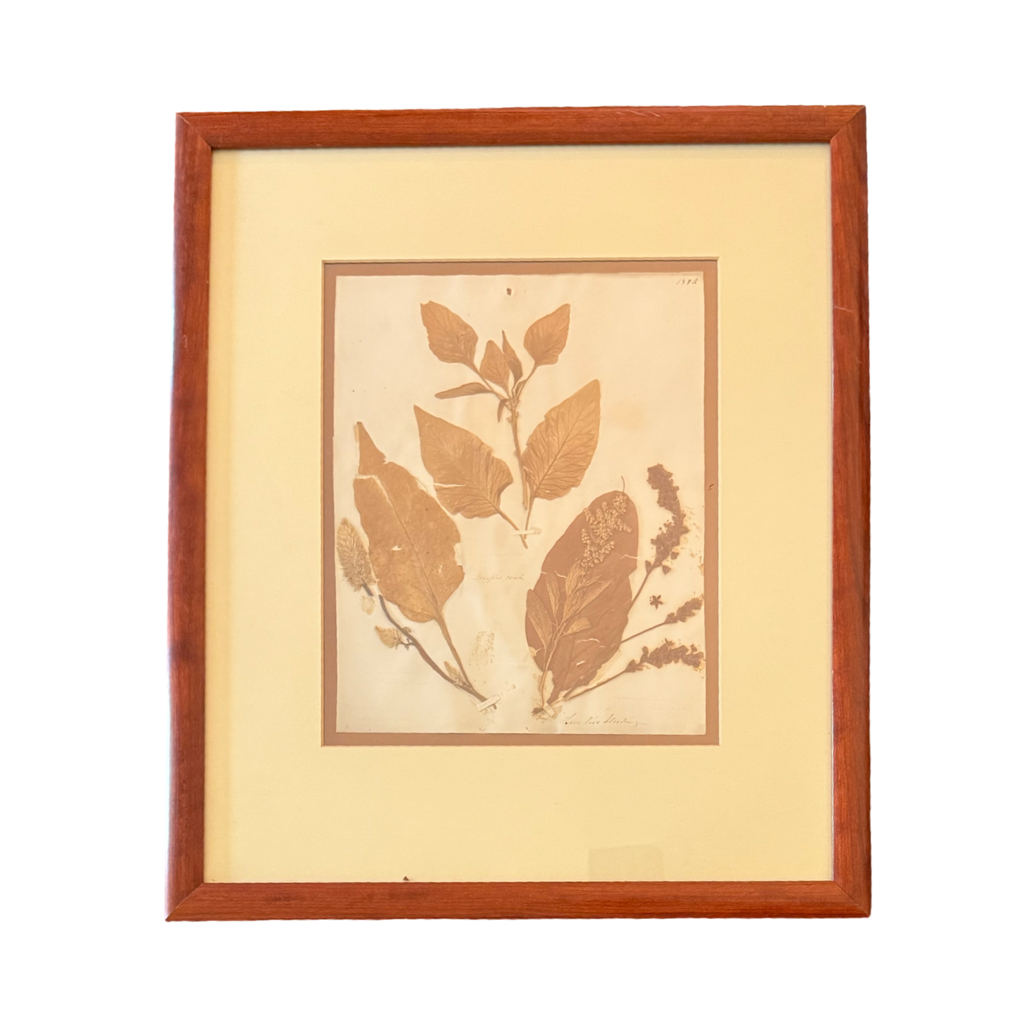 Victorian Pressed Botanical Specimen 1844 - Marie V. Estil Collection