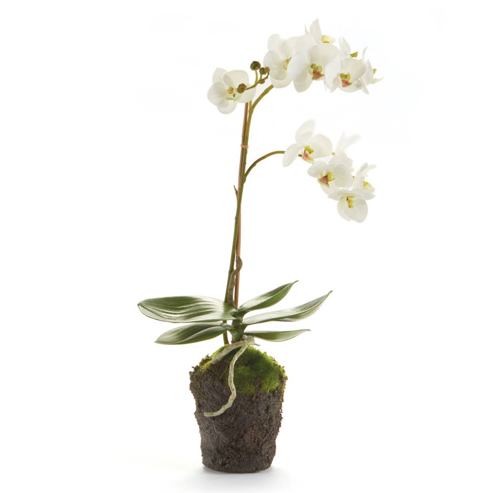 Phalaenopsis Orchid Drop-In 17"-White