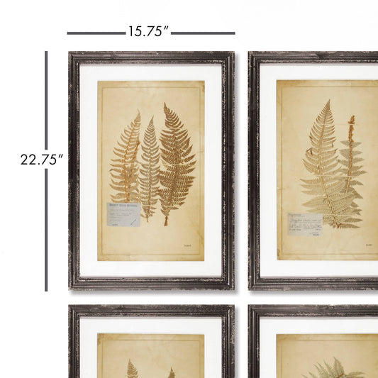 Set of 8 Framed Vintage Inspired Fern Prints