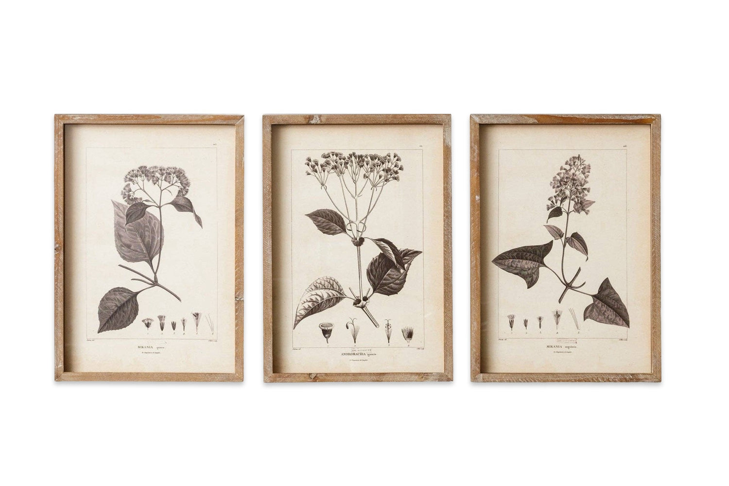 Set of Three Black and White Botanicals